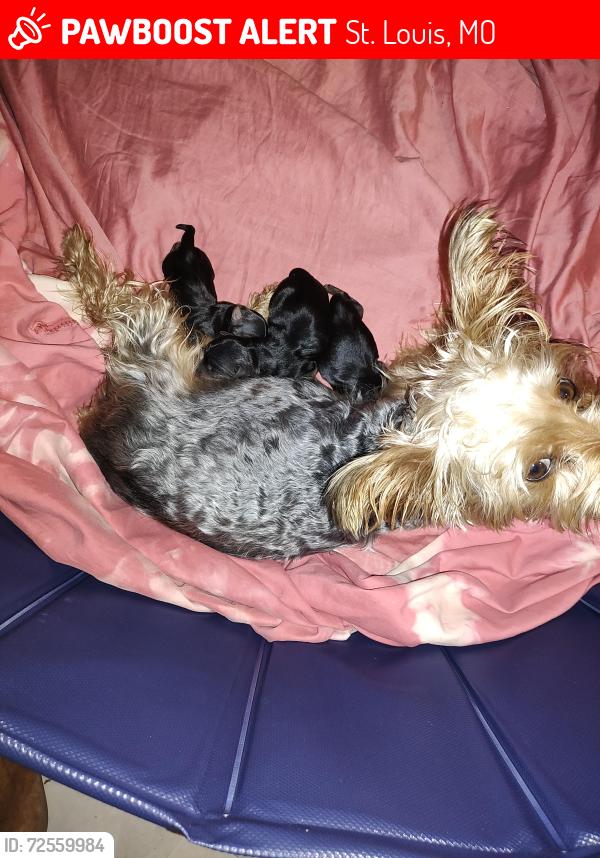 Lost Female Dog last seen North point in Erie, St. Louis, MO 63147