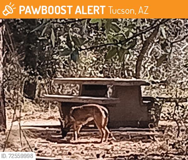 Found/Stray Unknown Dog last seen Mt Lemmon Chihuahua pines, Tucson, AZ 85749