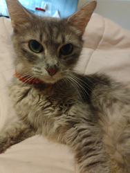 Lost Female Cat last seen Donut shop , Denison, TX 75020