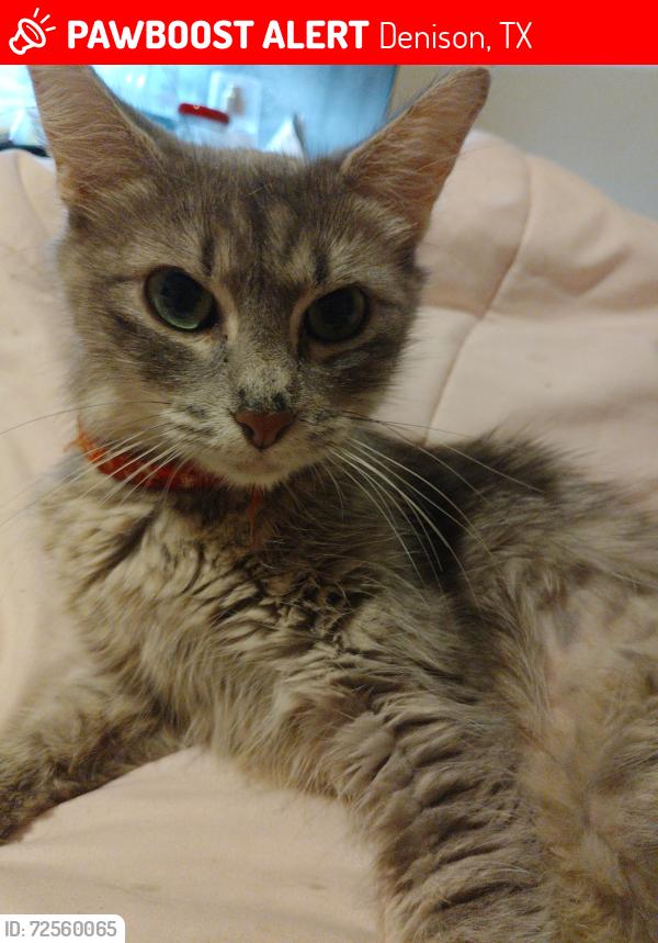 Lost Female Cat last seen Donut shop , Denison, TX 75020