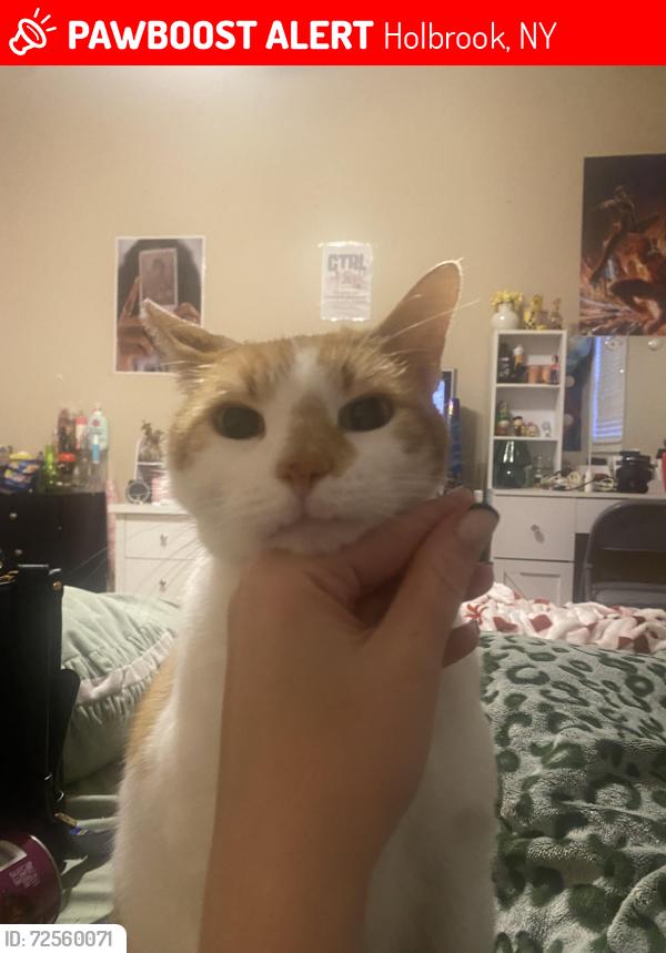 Lost Male Cat last seen Lincoln Ave, Holbrook, NY 11741