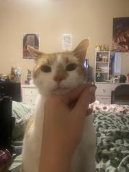 Lost Male Cat last seen Lincoln Ave, Holbrook, NY 11741