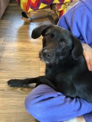 Found/Stray Female Dog last seen Hey 69, Tom Bean, TX 75489