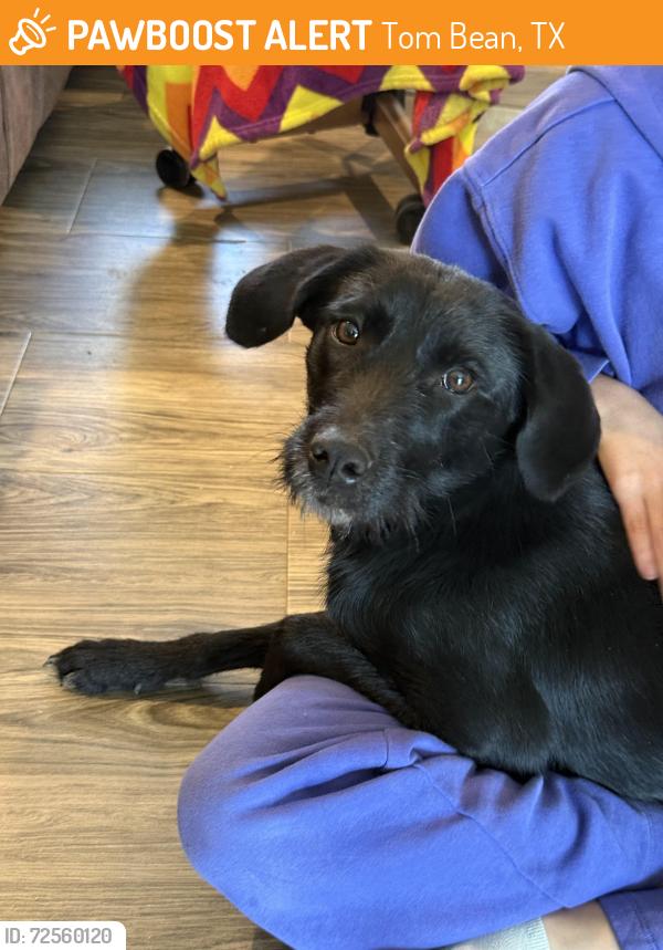 Found/Stray Female Dog last seen Hey 69, Tom Bean, TX 75489