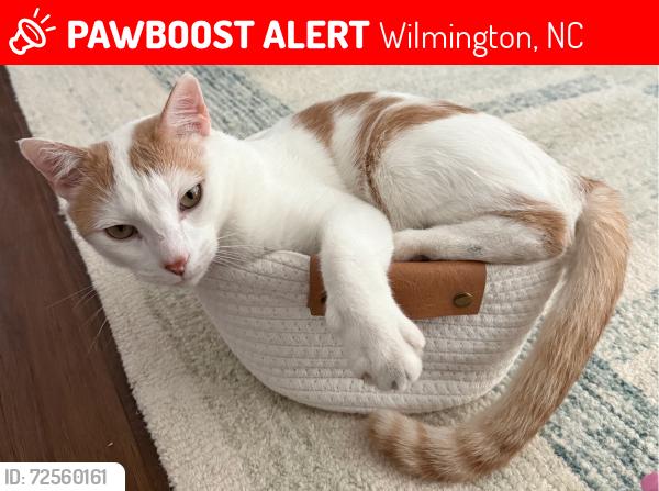 Lost Male Cat last seen Helms Port Neighborhood, Wilmington, NC 28409