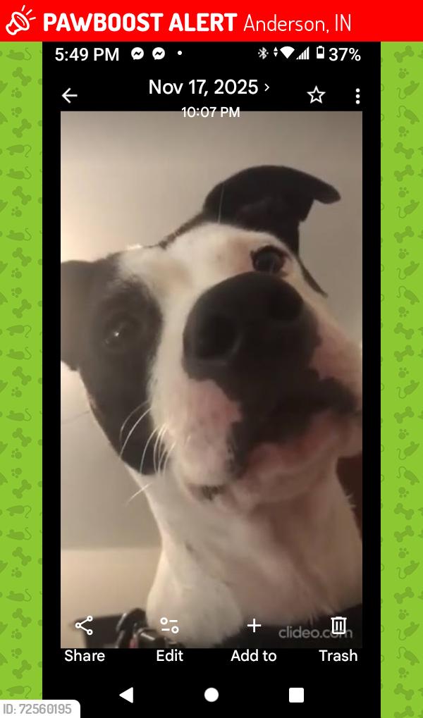 Lost Female Dog last seen Pearl and 15th Anderson indiana, Anderson, IN 46016