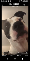 Lost Female Dog last seen Pearl and 15th Anderson indiana, Anderson, IN 46016