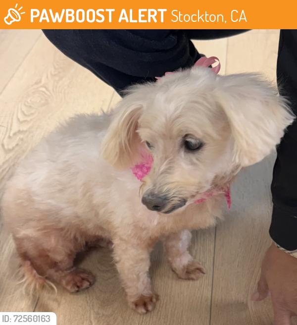 Found/Stray Female Dog last seen Alpine & West Lane, Stockton, CA 95205