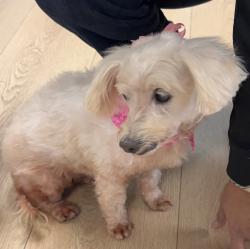 Found/Stray Female Dog last seen Alpine & West Lane, Stockton, CA 95205