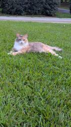 Lost Female Cat last seen Mallard Green subdivision , Piedmont, SC 29673
