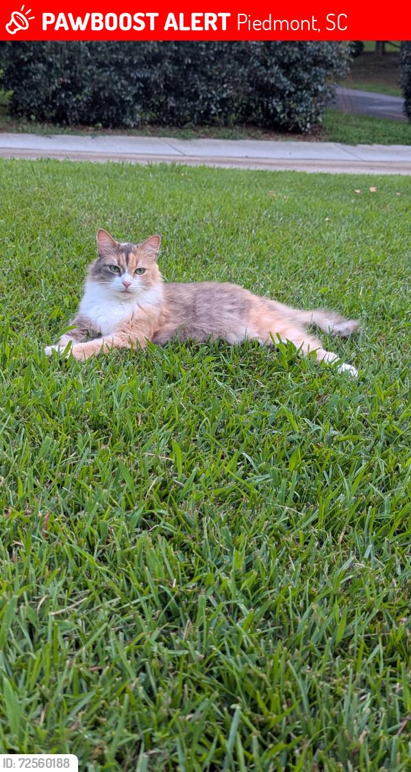 Lost Female Cat last seen Mallard Green subdivision , Piedmont, SC 29673