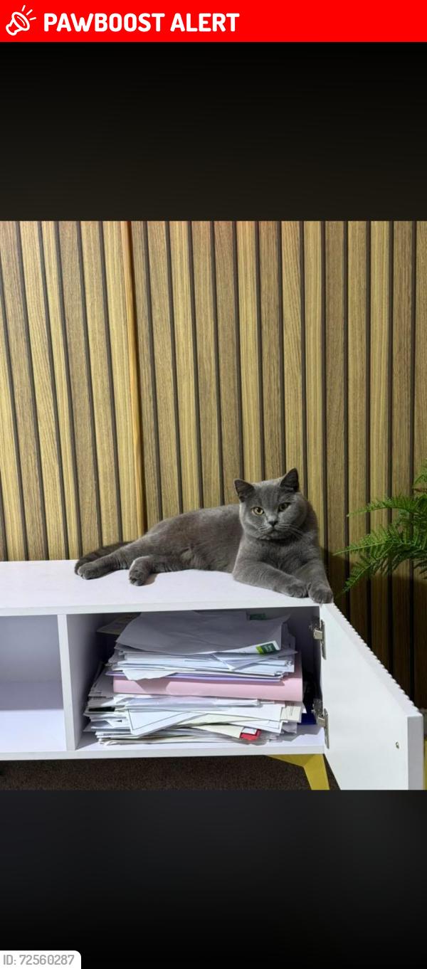 Lost Male Cat last seen Norris street , Warrington, England WA2