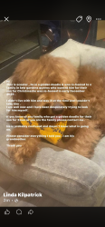 Lost Male Dog last seen Kew gardens , Queens, NY 11375