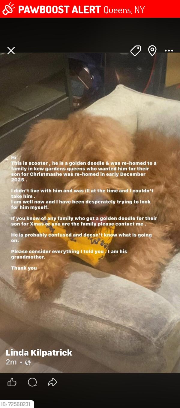 Lost Male Dog last seen Kew gardens , Queens, NY 11375