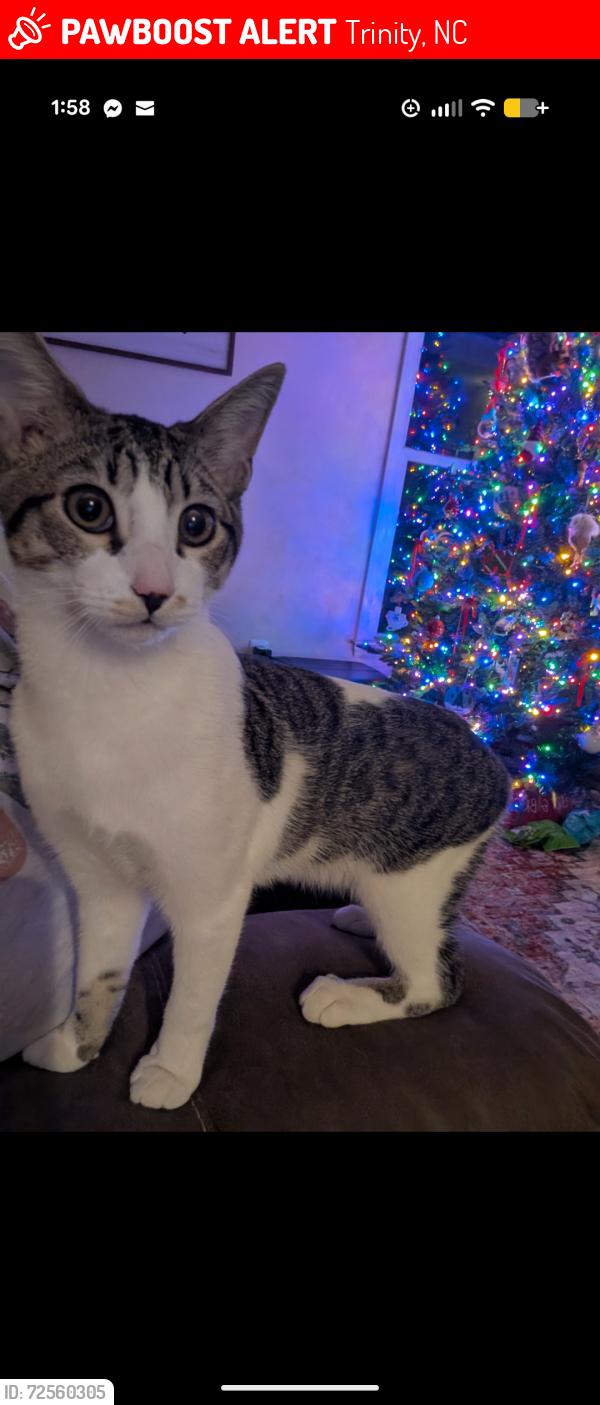 Lost Male Cat last seen Leah Justine/Old Mountain Rd. , Trinity, NC 27370