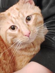 Found/Stray Male Cat last seen Flora Ave , Overland, MO 63114