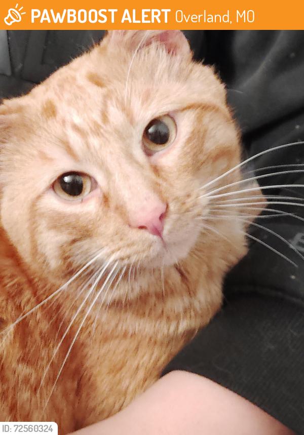 Found/Stray Male Cat last seen Flora Ave , Overland, MO 63114