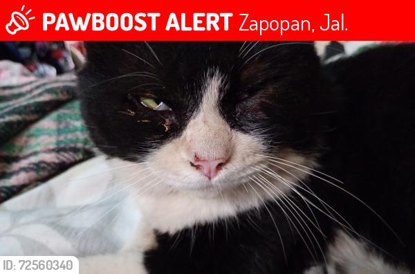 Lost Male Cat last seen Parques de santa María , Zapopan, Jal. 45234