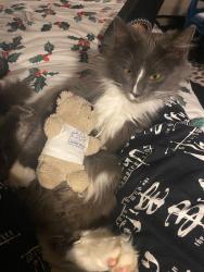 Lost Female Cat last seen Kensington road oakhill, Oakhill, England ST4