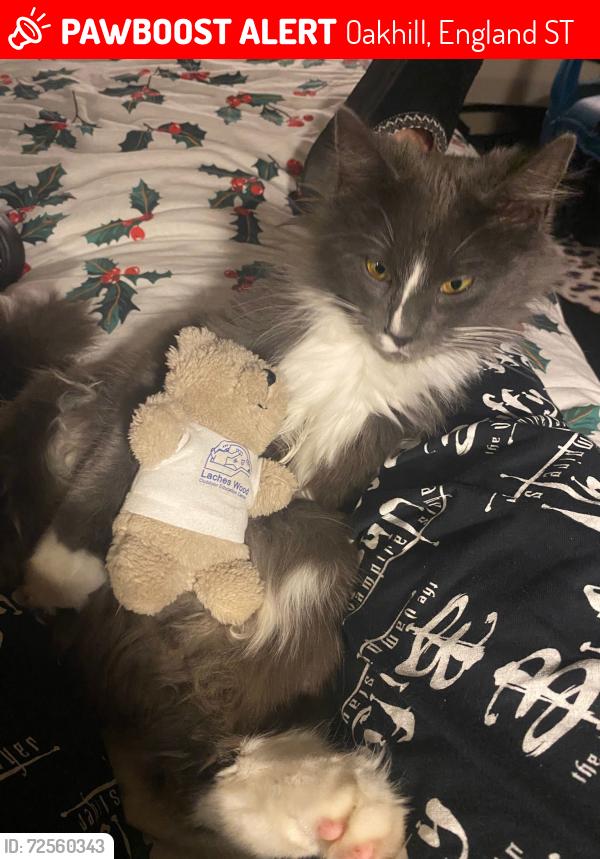 Lost Female Cat last seen Kensington road oakhill, Oakhill, England ST4
