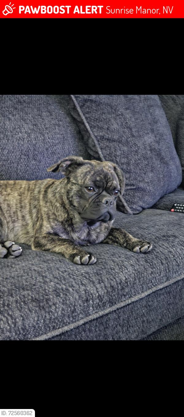 Lost Male Dog last seen mountain vista and vegas valley , Sunrise Manor, NV 89121
