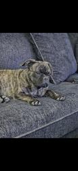 Lost Male Dog last seen mountain vista and vegas valley , Sunrise Manor, NV 89121
