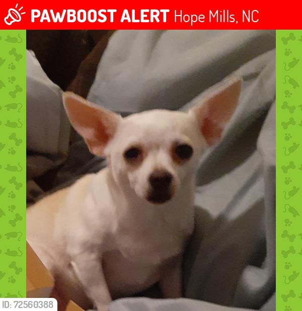 Lost Female Dog last seen Usps N main Street hope mills, Hope Mills, NC 28348