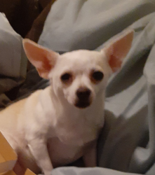 Lost Female Dog last seen Usps N main Street hope mills, Hope Mills, NC 28348