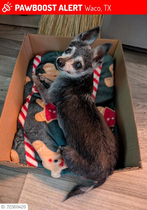 Lost Female Dog last seen Selby, Waco, TX 76705