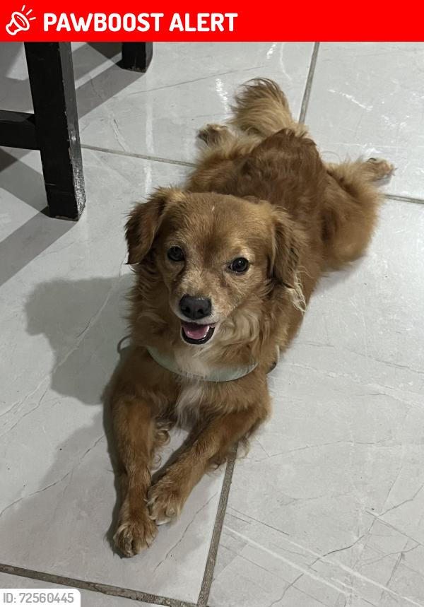 Lost Male Dog last seen progreso acapulco , Acapulco de Juárez, Gro. 