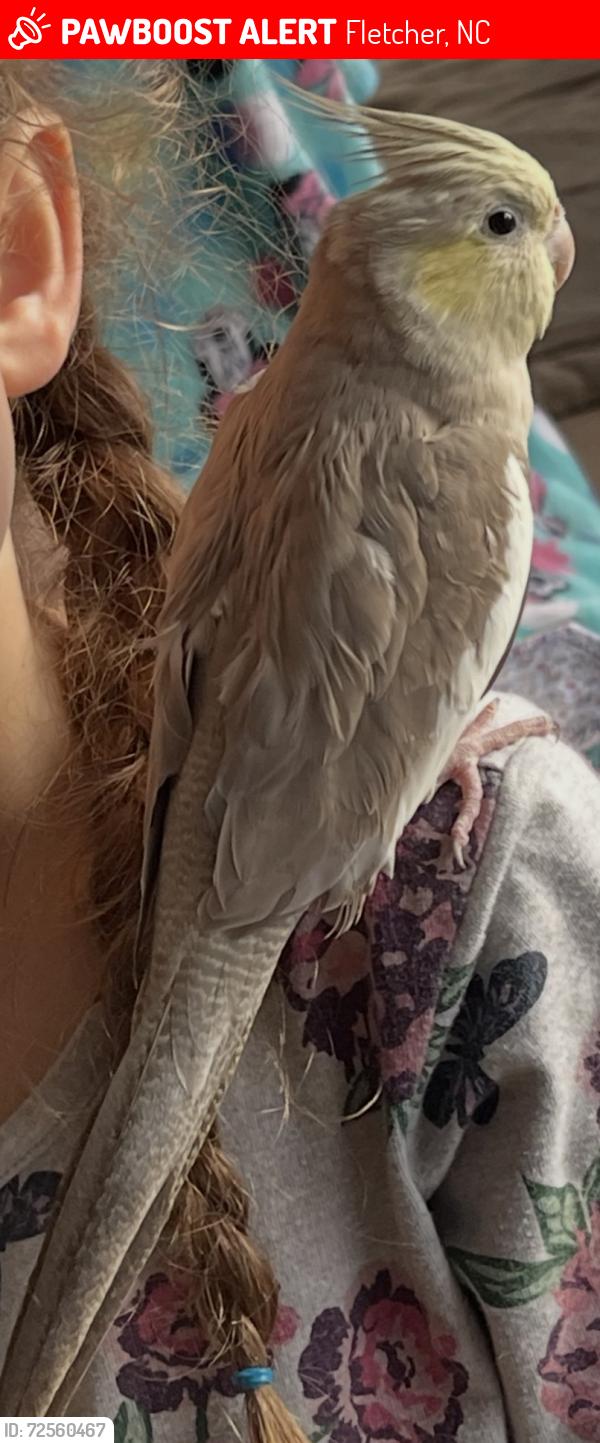 Lost Female Bird last seen Hutch Mtn Rd & Howard Gap Rd, Fletcher, NC 28732