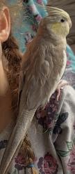 Lost Female Bird last seen Hutch Mtn Rd & Howard Gap Rd, Fletcher, NC 28732