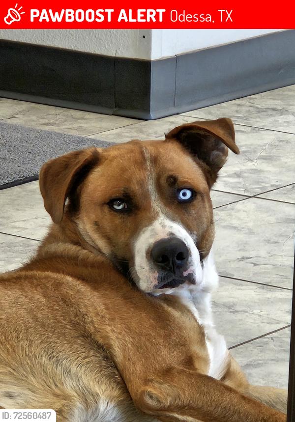 Lost Male Dog last seen 1-20 and south parkway , Odessa, TX 79761