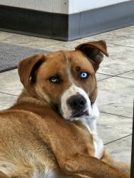 Lost Male Dog last seen 1-20 and south parkway , Odessa, TX 79761