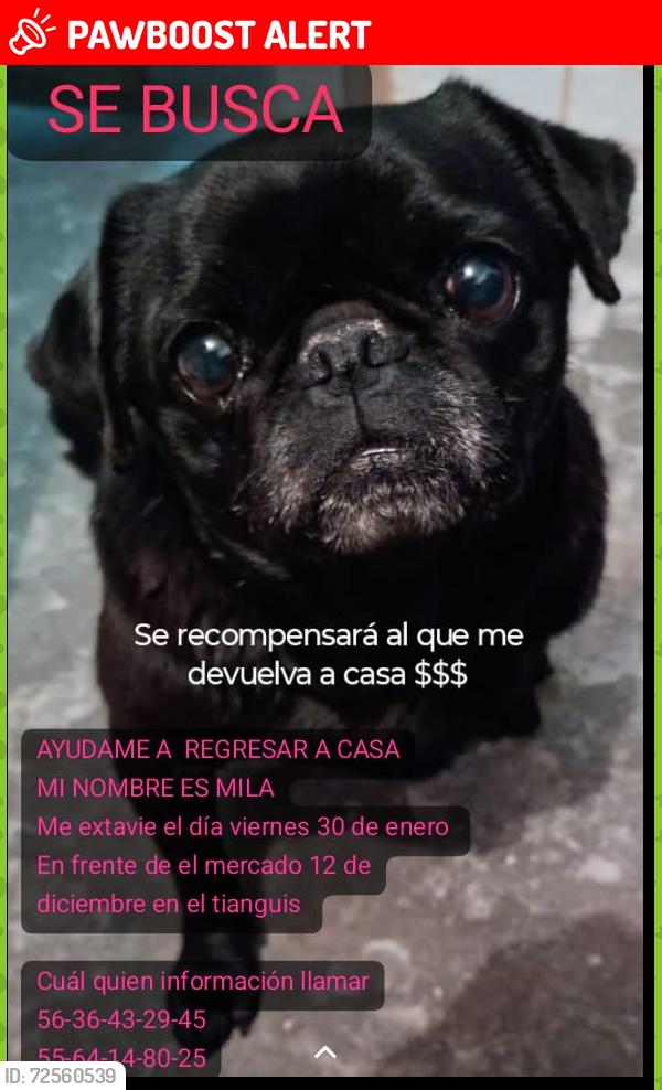 Lost Female Dog last seen C. Malinche Manzana 001, Gral Vicente Villada, 57710 Cdad. Nezahualcóyotl, Méx., Ciudad Nezahualcóyotl, Méx. 