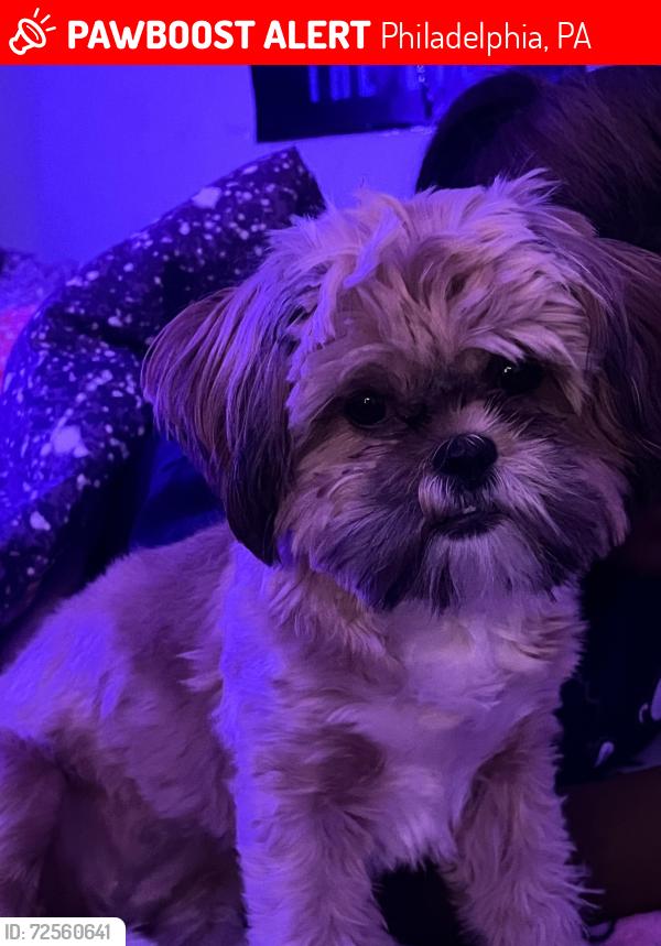 Lost Female Dog last seen Tioga, Philadelphia, PA 19134