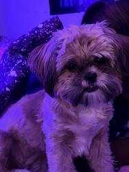 Lost Female Dog last seen Tioga, Philadelphia, PA 19134