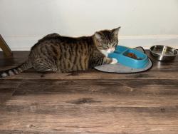 Lost Female Cat last seen Stonehaven , Boynton Beach, FL 33436