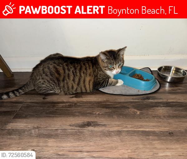 Lost Female Cat last seen Stonehaven , Boynton Beach, FL 33436