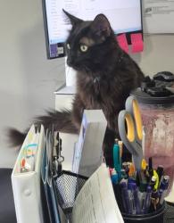 Lost Male Cat last seen Alum creek drive and spangler, Columbus, OH 43207