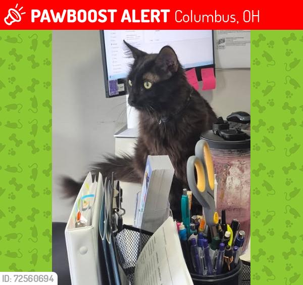 Lost Male Cat last seen Alum creek drive and spangler, Columbus, OH 43207