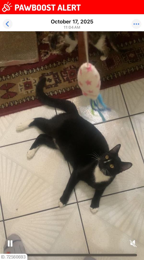 Lost Male Cat last seen Blvd campion or harbor road , North Lauderdale, FL 33068