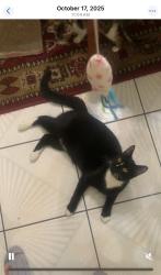 Lost Male Cat last seen Blvd campion or harbor road , North Lauderdale, FL 33068