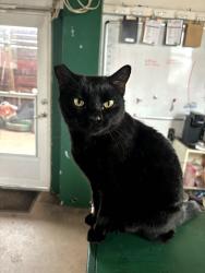 Lost Female Cat last seen Near S Nova , Ormond Beach, FL 32174