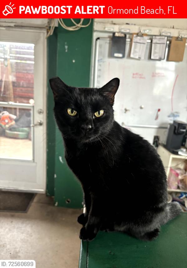 Lost Female Cat last seen Near S Nova , Ormond Beach, FL 32174
