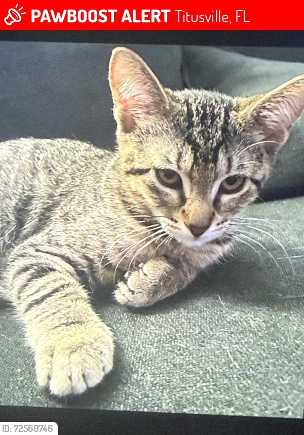 Lost Male Cat last seen Grove church , Titusville, FL 32780