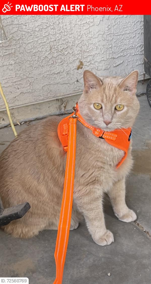 Lost Male Cat last seen E Alta Vista and 7th St, Phoenix, AZ 85042
