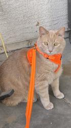 Lost Male Cat last seen E Alta Vista and 7th St, Phoenix, AZ 85042