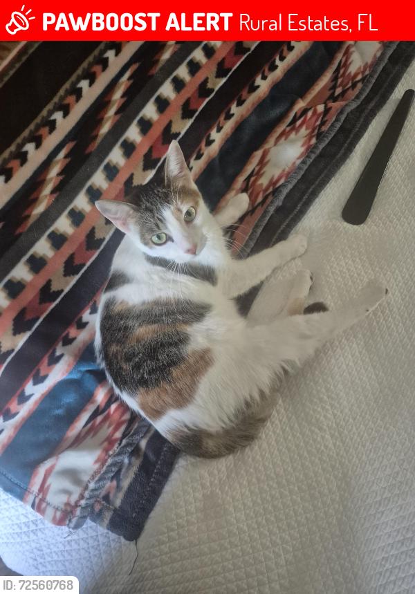 Lost Female Cat last seen Near 16th ave ne , Rural Estates, FL 34120