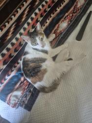 Lost Female Cat last seen Near 16th ave ne , Rural Estates, FL 34120